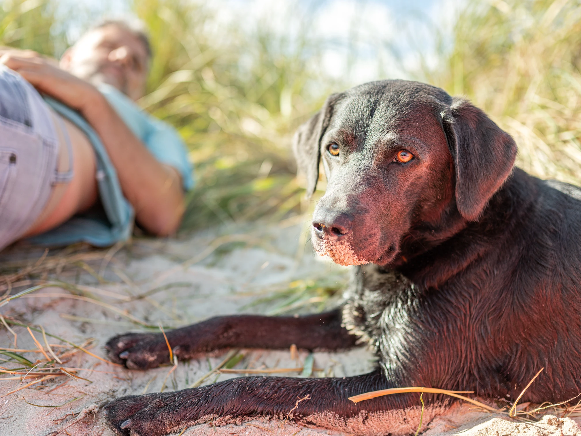 Hund-Wangerland-Oliver Franke.jpg