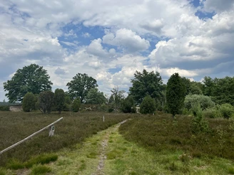 Blick-in-die-Heide-ccbysa-foto©bispingen-touristik.jpeg