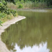 SG Steimbke - Stöckser See Ruhiger See mit bewaldetem Ufer, sanft geschwungene Sandlinie und spiegelndem Wasser.