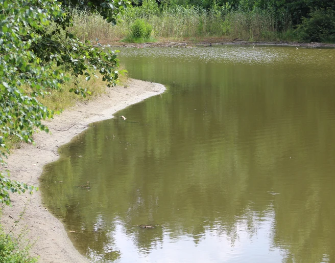 SG Steimbke - Stöckser See Ruhiger See mit bewaldetem Ufer, sanft geschwungene Sandlinie und spiegelndem Wasser.