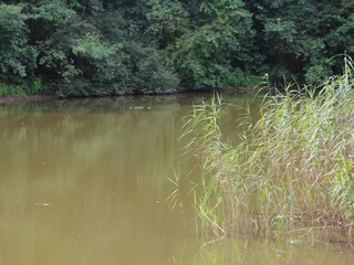 SG Steimbke - Stöckser See Ruhiger See mit dichtem Schilfrand, umgeben von dichten grünen Bäumen im Sommer.