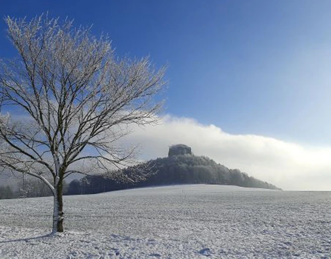 Blick vom Gasthaus zum Zirkelstein Ein schneebedeckter Baum steht auf einem Feld vor einem bewaldeten Hügel, der von Nebel umgeben ist; der Himmel ist klar und blau.