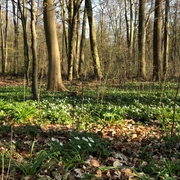 Lichter Frühlingswald mit hohen Bäumen, darunter dichtes Laub und zahlreiche blühende Anemonen.