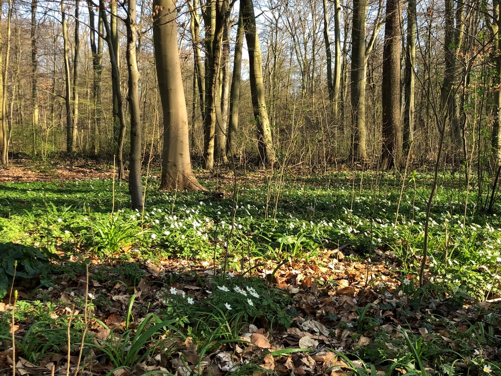 Wald Lichter Frühlingswald mit hohen Bäumen, darunter dichtes Laub und zahlreiche blühende Anemonen.