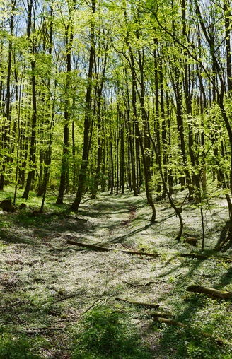 Lichter Frühlingswald mit blühendem Boden, sanftem Sonnenschein und sich ausdehnendem Blätterdach.