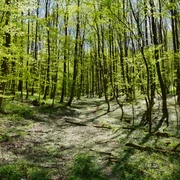 A1 Berlebeck Lichter Frühlingswald mit blühendem Boden, sanftem Sonnenschein und sich ausdehnendem Blätterdach.