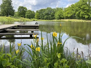 Sumpfschwertlilie-Brunausee-3-ccbysa-foto©bispingen-touristik-min.jpeg Das Bild zeigt gelbe Sumpfschwertlilien am Ufer des Brunausees in Bispingen, eingerahmt von grüner Natur und einem Steg, der in das stille Wasser ragt. Im Hintergrund erstreckt sich ein Wald unter bewölktem Himmel.