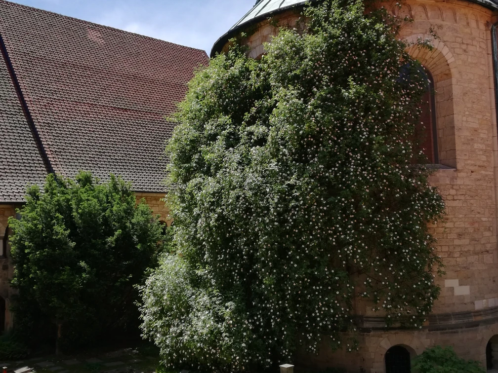 1000-jähriger Rosenstock Domapsis © Hildesheim Marketing GmbH.jpg Rosenstock an der Domapsis