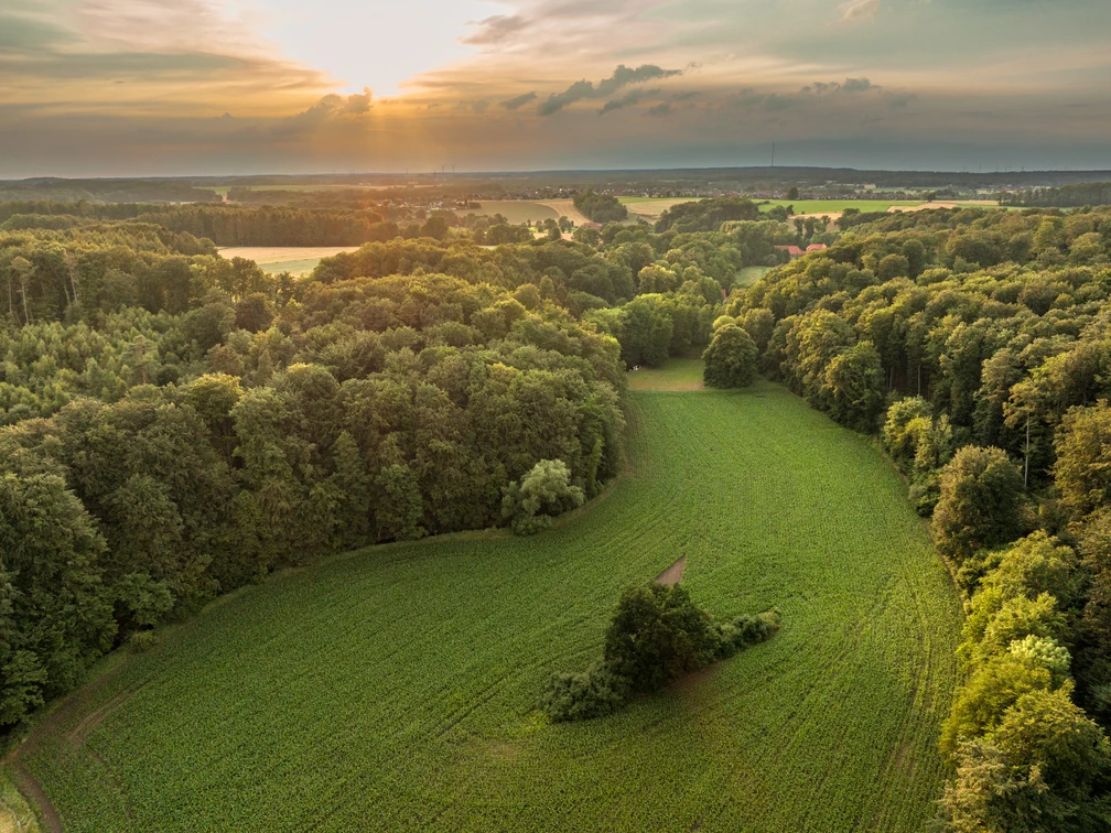 Blick auf das Nettetal Wald und Felder im Sonnenuntergang, mit sanftem Licht am Horizont.