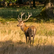 wildgehege-bad-harzburg