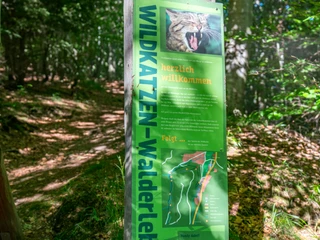 wildkatzen-walderlebnispfad-bad-harzburg