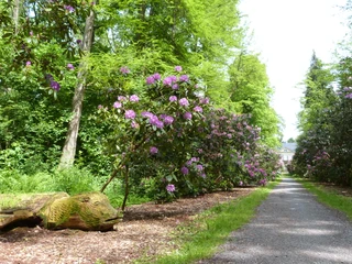 Rhododendron Allee Ein mit blühenden Rhododendron gesäumter Weg führt durch einen üppigen, grünen Wald.
