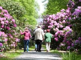 Rhododendron Allee Vier Personen spazieren einen Kiesweg entlang, umgeben von blühenden Rhododendronbüschen.