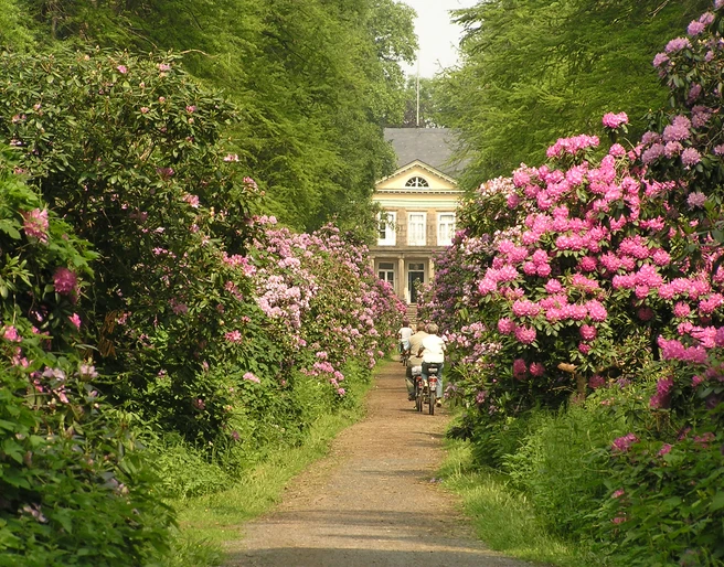 Schlossgarten Hagenburg Eine Gruppe Radfahrer fährt einen blühenden Rhododendrenweg entlang, der zu einem Herrenhaus führt.