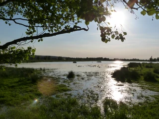 Naturpark Steinhuder Meer mit üppiger Vegetation, glitzerndem Wasser und friedlichem Sonnenuntergang.