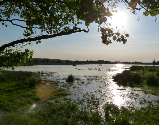 Naturpark Steinhuder Meer Naturpark Steinhuder Meer mit üppiger Vegetation, glitzerndem Wasser und friedlichem Sonnenuntergang.