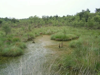 Naturpark Steinhuder Meer Grüne Moorlandschaft am Steinhuder Meer mit Grasbüscheln und vereinzelten Bäumen unter bewölktem Himmel.
