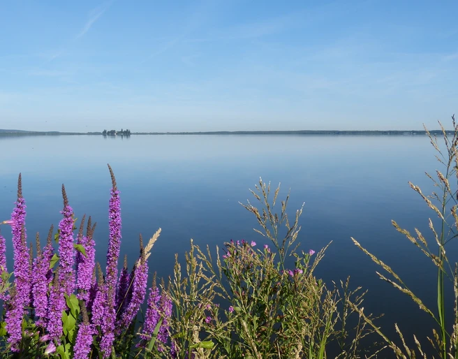 Blick auf das Steinhuder Meer mit violetten Blüten im Vordergrund und ruhiger Wasseroberfläche.