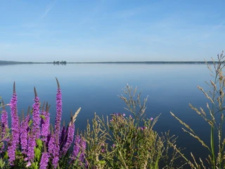 Naturpark Steinhuder Meer Blick auf das Steinhuder Meer mit violetten Blüten im Vordergrund und ruhiger Wasseroberfläche.