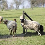 Schäferei und Ziegenhof Lamberti in Velbert Schafe und Lämmer auf einer grünen Weide nahe eines Zauns mit vereinzelten Bäumen im Hintergrund.