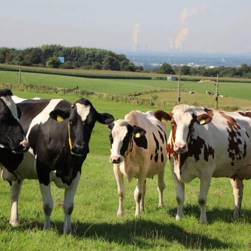 Gut Ellscheid in Haan Fünf Kühe stehen friedlich auf einer grünen Weide mit Blick auf eine hügelige Landschaft im Hintergrund.