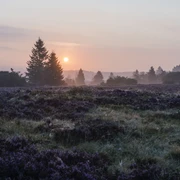 Bergheide