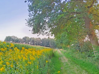Naturnaher Wegabschnitt des ORTSWEGES Rund um Buchholz Naturnaher Wegabschnitt des ORTSWEGES Rund um Buchholz