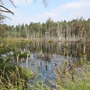Rehburger Moor Naturlandschaft mit einem stillen Moorsee, gesäumt von Bäumen und Schilf unter blauem Himmel.