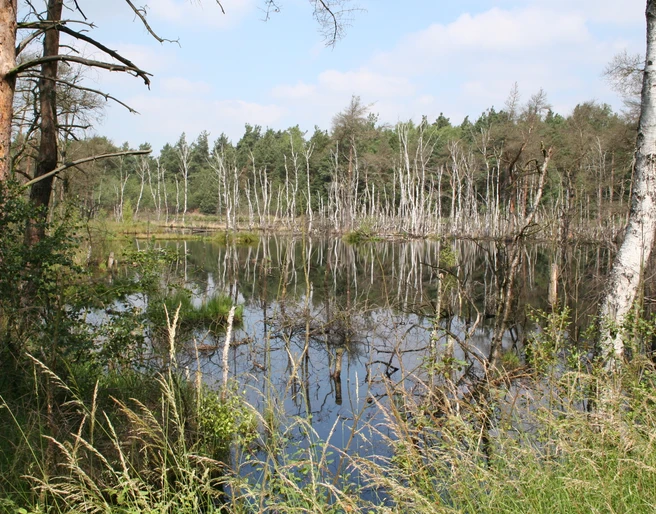 Rehburger Moor Naturlandschaft mit einem stillen Moorsee, gesäumt von Bäumen und Schilf unter blauem Himmel.