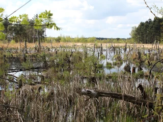 Rehburger Moor Eine weitläufige Moorlandschaft mit Baumstümpfen, struppigem Gras und ruhigen Wasserflächen.
