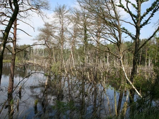 Rehburger Moor Wasserfläche im Rehburger Moor, umgeben von kahlen Bäumen, spiegelt den blauen Himmel wider.