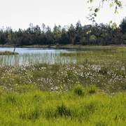 2005 Wildsee Wollgras