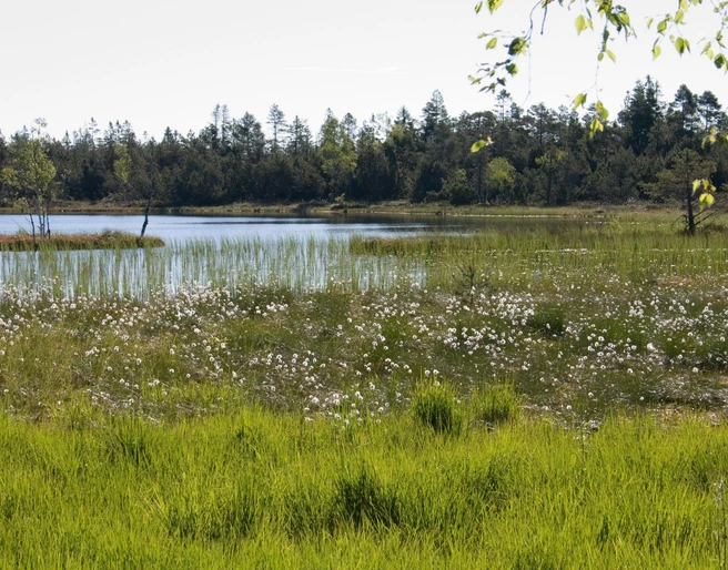 2005 Wildsee Wollgras