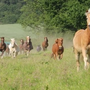Schulpferde auf der Weide, Familien-Reitschule Velbert Eine Gruppe von Schulpferden läuft freudig über eine grüne Weide, umgeben von Bäumen.