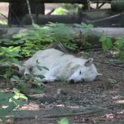 Wolfcenter Dörverden Ein schlafender weißer Wolf liegt entspannt im Wald, umgeben von grünen Blättern und Bäumen.