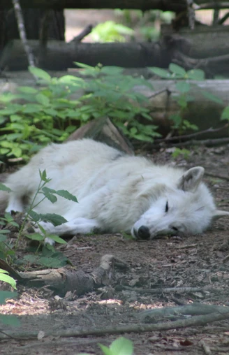 Wolfcenter Dörverden Ein schlafender weißer Wolf liegt entspannt im Wald, umgeben von grünen Blättern und Bäumen.