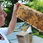 Bienenwabe der Bioland Gärtnerei Nermins Garten, Mettmann Eine Person inspiziert ein Bienenwabe voller Bienen in der Bioland Gärtnerei in Mettmann.