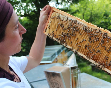 Bienenwabe der Bioland Gärtnerei Nermins Garten, Mettmann Eine Person inspiziert ein Bienenwabe voller Bienen in der Bioland Gärtnerei in Mettmann.