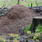 Waldameisen