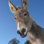 donkey g4ebb8c27c 1920