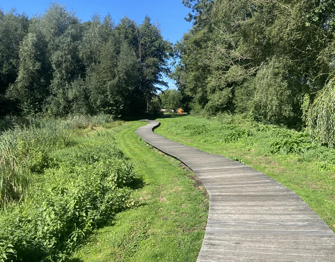 Schmaler Holzsteg schlängelt sich durch eine grüne, dicht bewachsene Landschaft unter klarem Himmel.