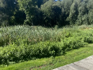 Eine hölzerne Plattform endet an einem Schilfgarten vor einem dichten Wald unter strahlend blauem Himmel.