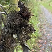 Naturaufnahme.jpg Klettenfrüchte hängen an einem Zweig nahe einem unbefestigten Weg, umgeben von grünem Laub.