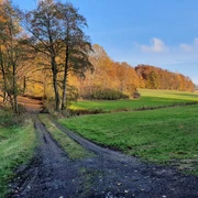 Wunderbares Waldbad
