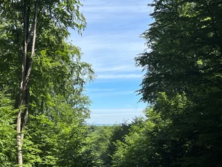Eine bewaldete Allee in Bad Rehburg öffnet sich zu einem weiten Blick auf den blauen Himmel.
