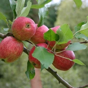 Rheinischer Krummstiel Naumburg Hessen