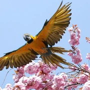 fliegender Ara Stralsunder Zoo