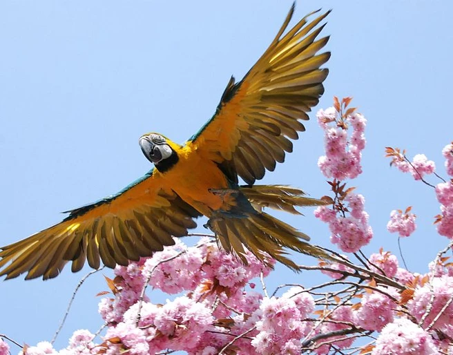 fliegender Ara Stralsunder Zoo