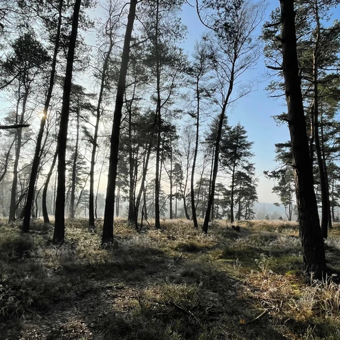 TERRA.track Neuenkirchen-Lünort Lichtdurchfluteter Kiefernwald mit moosbedecktem Boden im sanften Morgennebel.