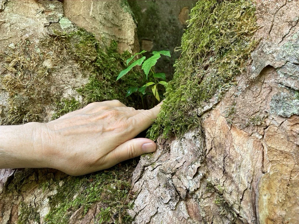 Walking Away mit Bärbel Troschke-Monka Eine Hand berührt sanft moosbewachsenen Baumrinden, ein kleines grünes Blatt wächst dazwischen hervor.